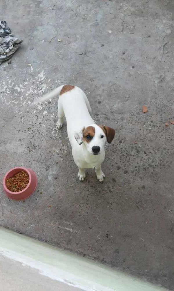 Cachorro ra a mestiço base c vira lata idade 7 a 11 meses nome fred