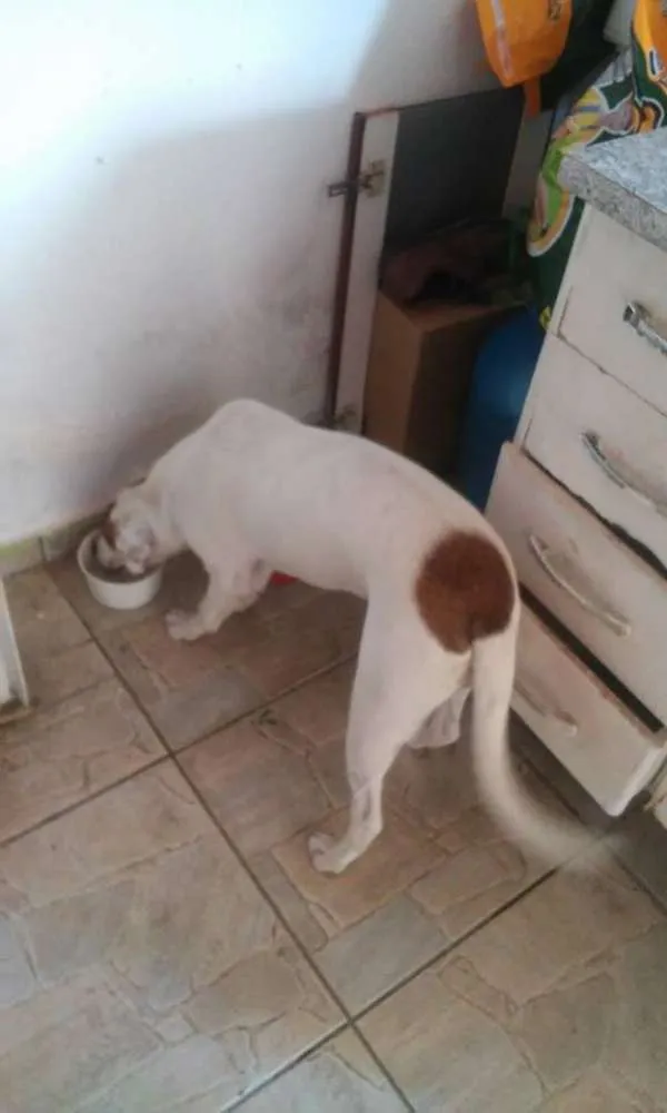 Cachorro ra a mestiço base c vira lata idade 7 a 11 meses nome fred