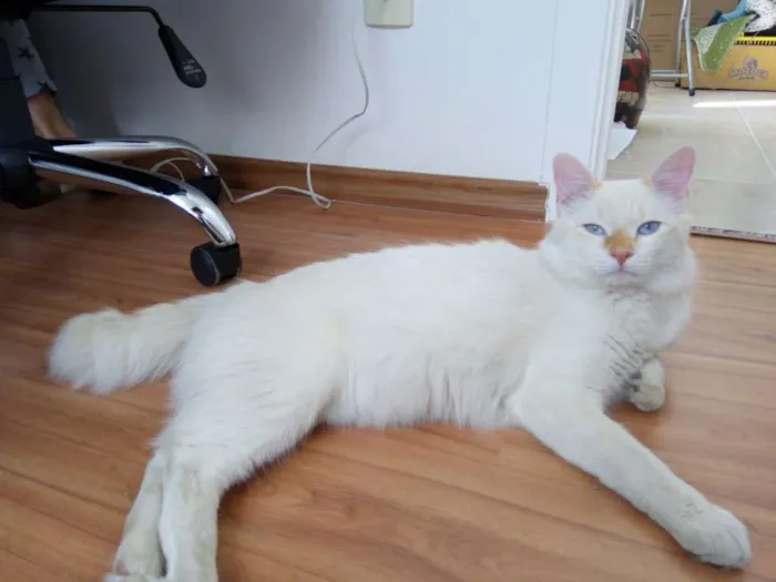 Gato ra a Vira-lata idade 1 ano nome Joca