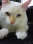 Joca