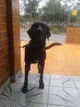 Negão