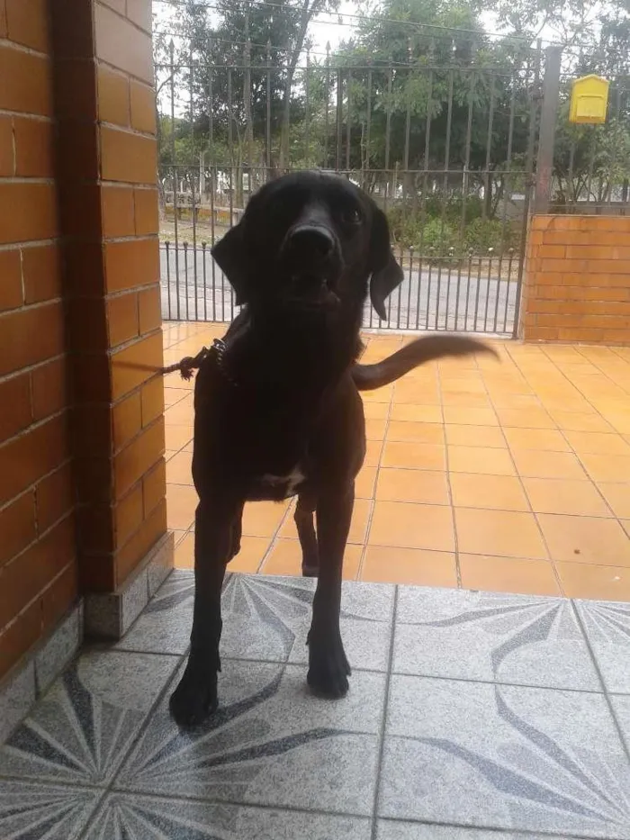 Cachorro ra a Labrador idade 1 ano nome Negão