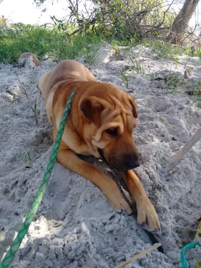 Cachorro ra a Sharpei idade 1 ano nome Lucky