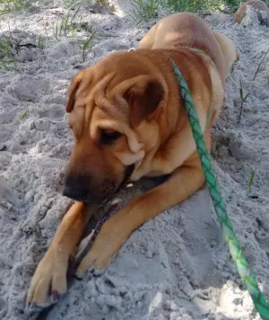 Cachorro raça Sharpei idade 1 ano nome Lucky