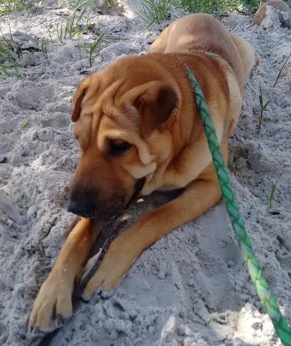 Cachorro ra a Sharpei idade 1 ano nome Lucky
