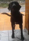 Negão