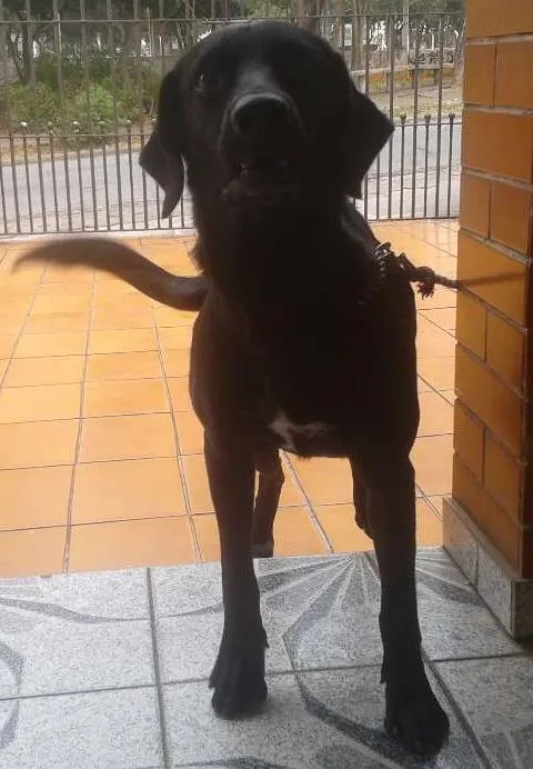 Cachorro ra a Labrador idade 1 ano nome Negão