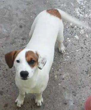 Cachorro ra a mestiço base c vira lata idade 7 a 11 meses nome fred