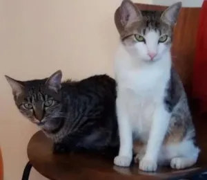 Gato raça desconhecida idade 2 anos nome Nhoque e Pituca