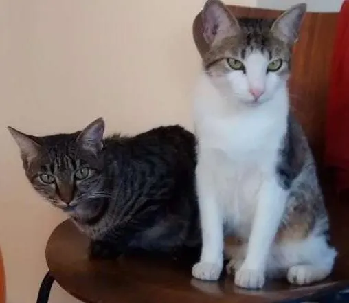 Gato ra a desconhecida idade 2 anos nome Nhoque e Pituca