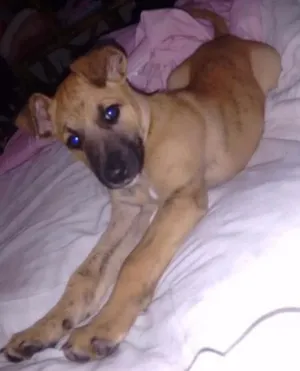 Cachorro raça Labrador com raça indefinida idade Abaixo de 2 meses nome Akira