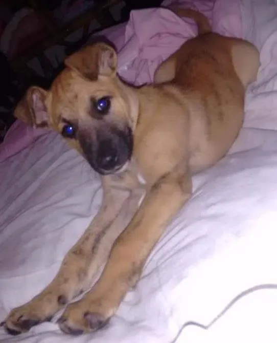 Cachorro ra a Labrador com raça indefinida idade Abaixo de 2 meses nome Akira