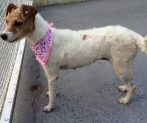 Cachorro raça SRD idade 2 anos nome Nina