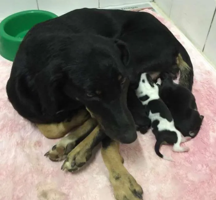 Cachorro ra a vira lata idade 2 a 6 meses nome sem nome