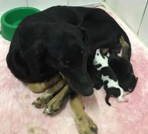 Cachorro ra a vira lata idade 2 a 6 meses nome sem nome