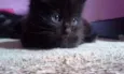 Gatinhos