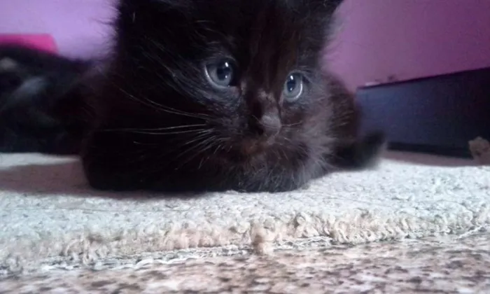 Gato ra a Siamês idade 2 a 6 meses nome Gatinhos