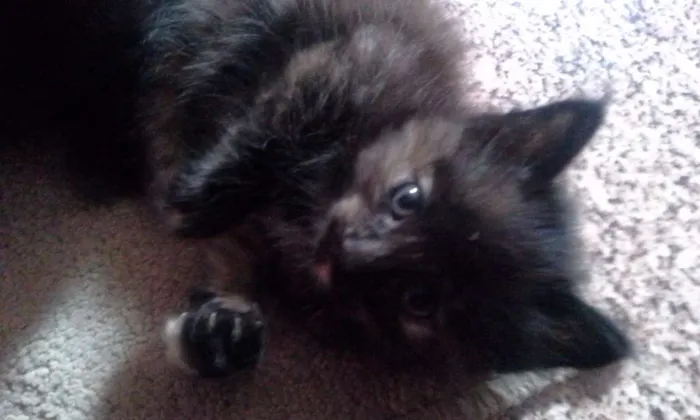 Gato ra a Siamês idade 2 a 6 meses nome Gatinhos