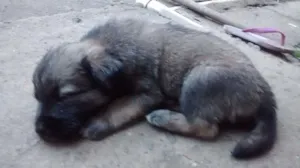 Cachorro raça  idade 2 a 6 meses nome Scoob