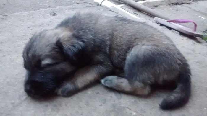 Cachorro ra a  idade 2 a 6 meses nome Scoob