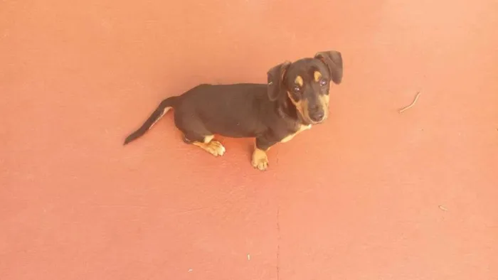 Cachorro ra a Parece um salsicha  idade 2 a 6 meses nome Jade