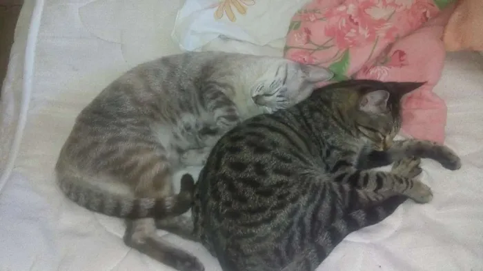 Gato raça nao sei idade 1 ano nome belinha e clara