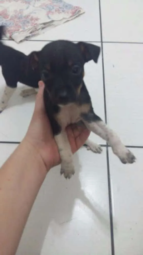 Cachorro ra a pinsher idade 2 a 6 meses nome Hanna