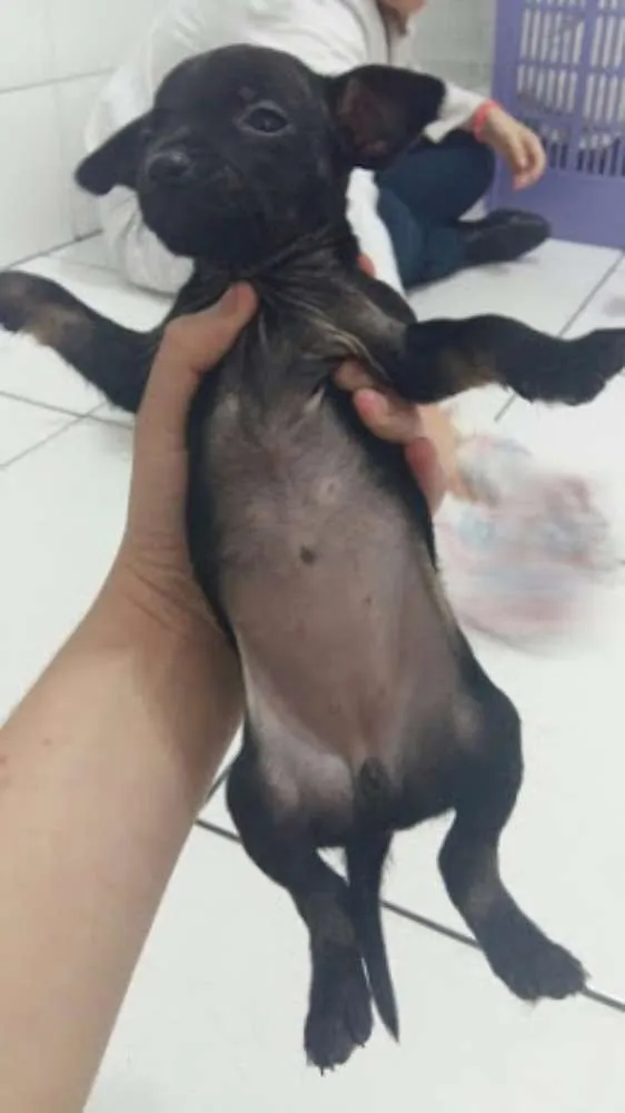Cachorro ra a pinsher idade 2 a 6 meses nome Hanna