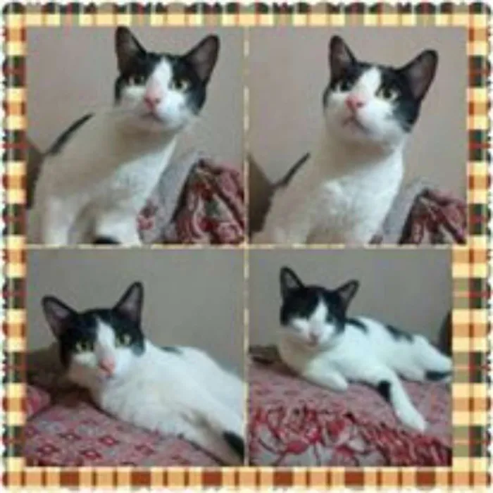 Gato ra a SRD idade 7 a 11 meses nome Kimi
