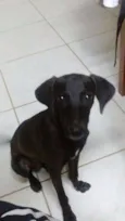 Doo