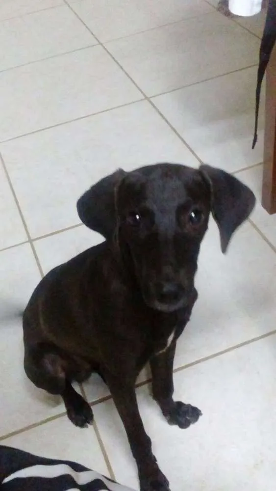 Cachorro raça Srd idade 2 a 6 meses nome Doo