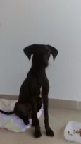Doo