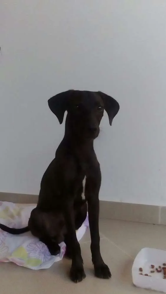 Cachorro raça Srd idade 2 a 6 meses nome Doo