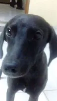 Doo