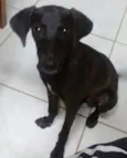Doo