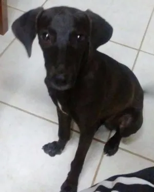 Cachorro raça Srd idade 2 a 6 meses nome Doo