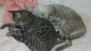 Gato raça nao sei idade 1 ano nome belinha e clara