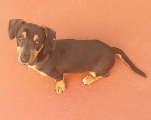 Cachorro ra a Parece um salsicha  idade 2 a 6 meses nome Jade