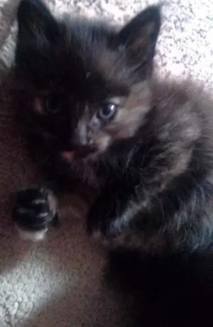 Gato raça Siamês idade 2 a 6 meses nome Gatinhos