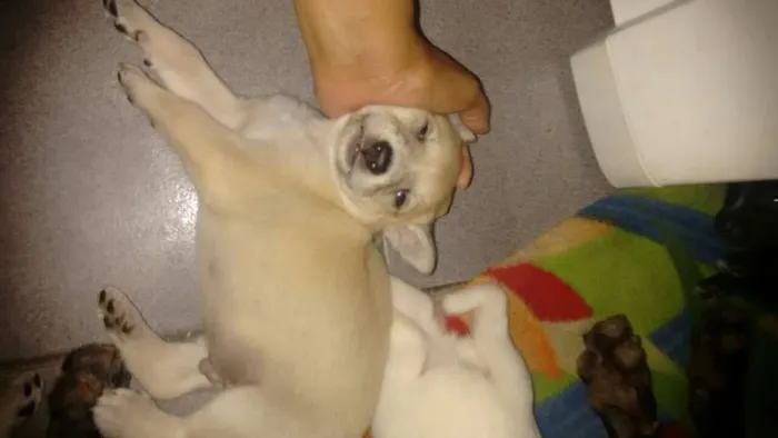 Cachorro ra a Vira lata idade Abaixo de 2 meses nome Sem nome