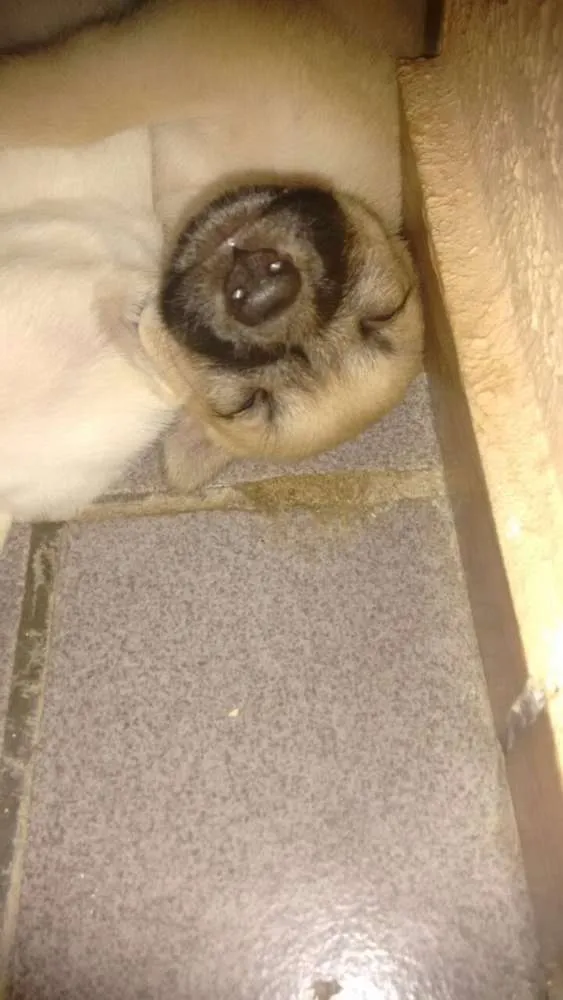 Cachorro ra a Vira lata idade Abaixo de 2 meses nome Sem nome