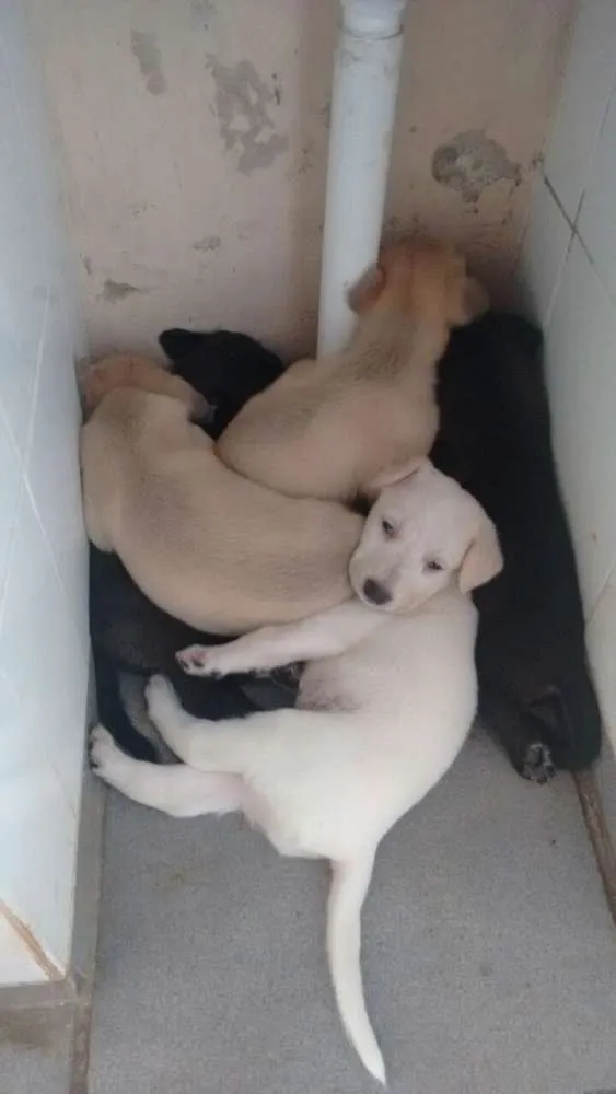 Cachorro ra a Vira lata idade Abaixo de 2 meses nome Sem nome
