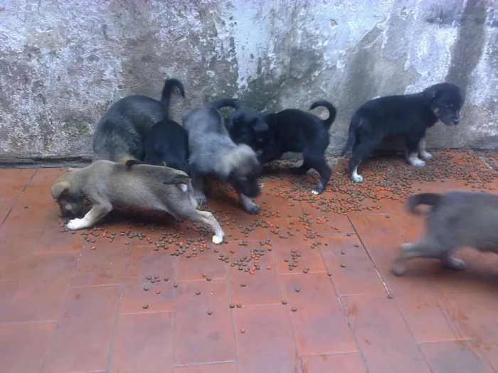 Cachorro ra a sem raça definida  idade Abaixo de 2 meses nome sem  nomes 