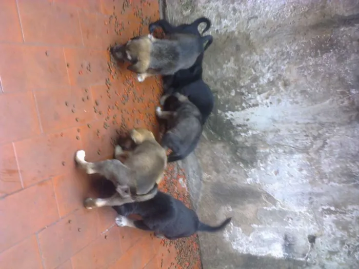 Cachorro ra a sem raça definida  idade Abaixo de 2 meses nome sem  nomes 