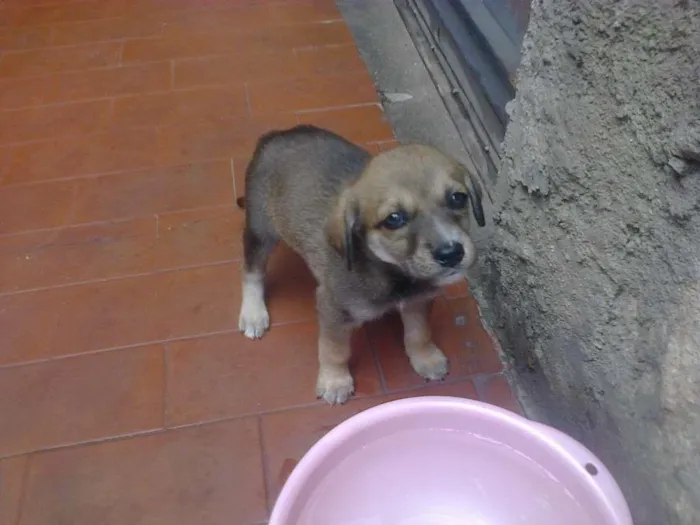 Cachorro ra a sem raça definida  idade Abaixo de 2 meses nome sem  nomes 