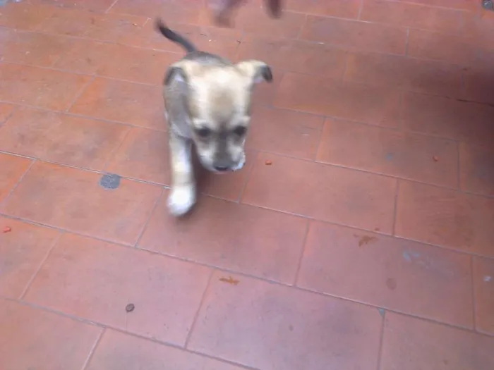 Cachorro ra a sem raça definida  idade Abaixo de 2 meses nome sem  nomes 