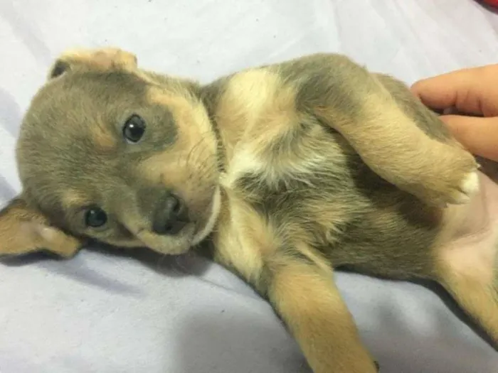 Cachorro ra a SRD idade Abaixo de 2 meses nome Boneca