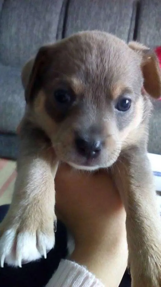Cachorro ra a SRD idade Abaixo de 2 meses nome Boneca