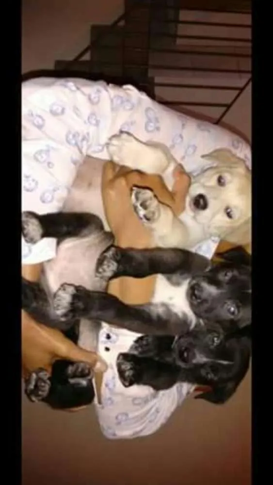 Cachorro ra a Vira lata idade Abaixo de 2 meses nome Sem nome