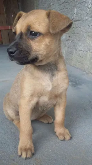 Cachorro raça Raça não definida idade Abaixo de 2 meses nome Sem nome por enquanto